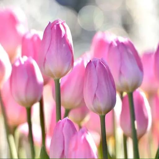 Tulip