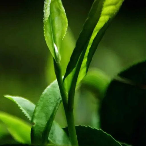 Westin White tea