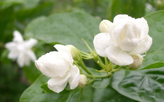 The Charm and Applications of Jasmine Fragrance Oil