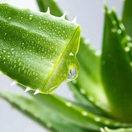 Aloe vera