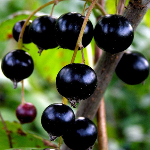 Black currant