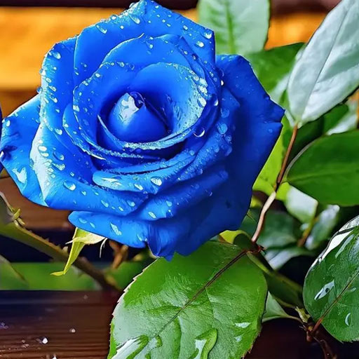 Blue roses