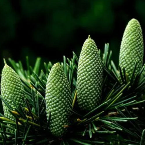 Cedar
