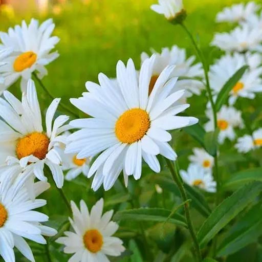 Chamomile