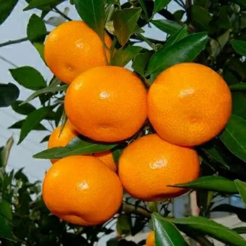 Citrus