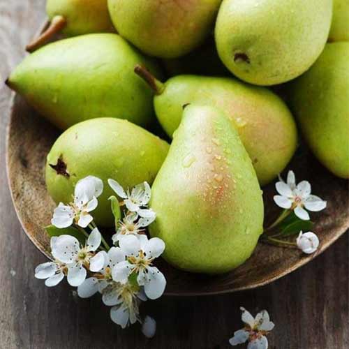 English Pear & Freesia