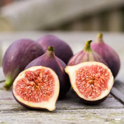 Fig