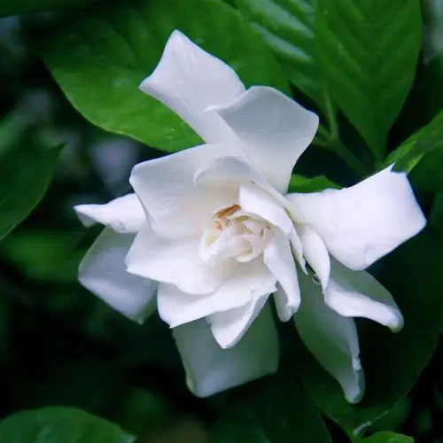 Gardenia Flower