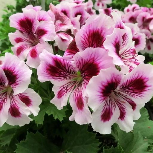 Geranium