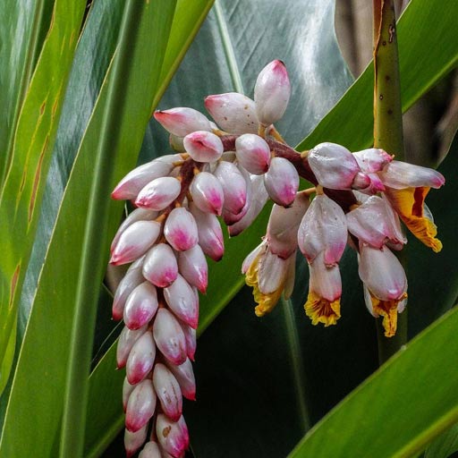 Ginger flower