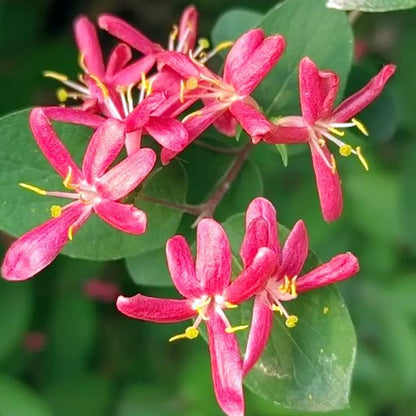 Honeysuckle