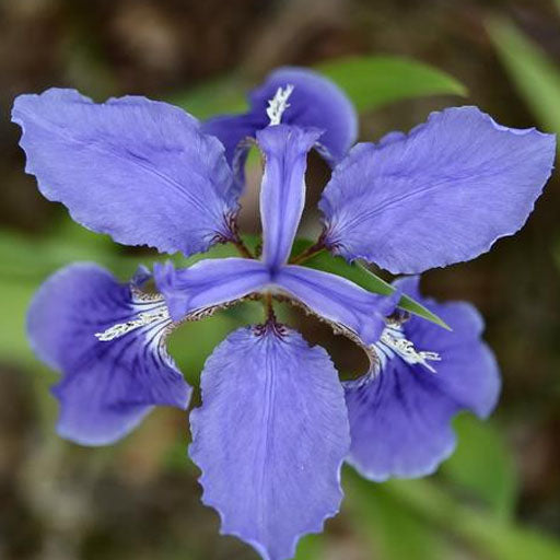 Iris