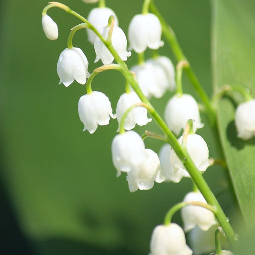 Lily fo the Valley