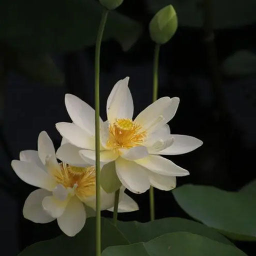 Lotus