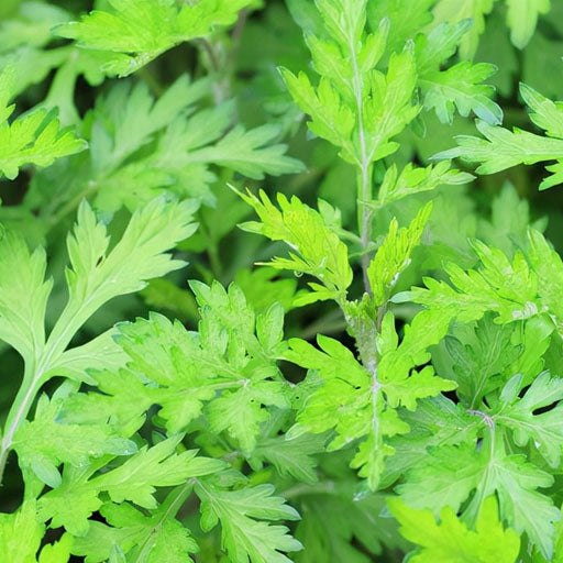 Mugwort