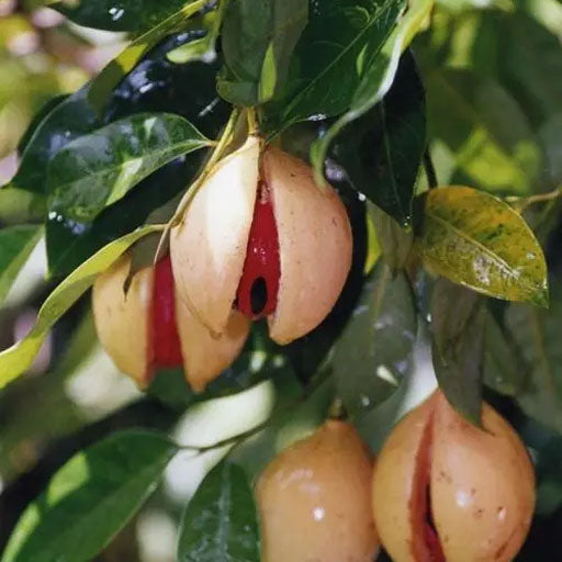 Nutmeg