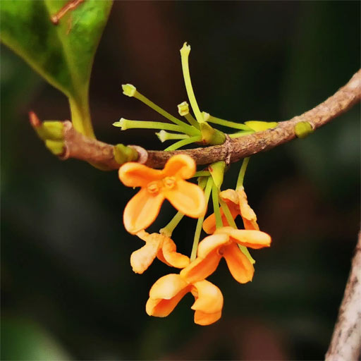 Osmanthus