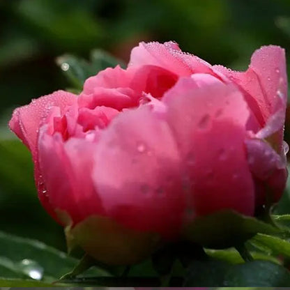 Pink peony