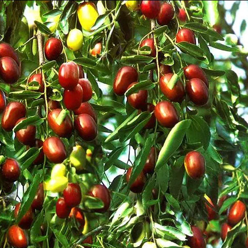 Red dates
