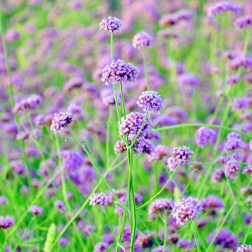 Verbena