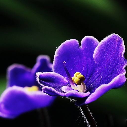 Violet
