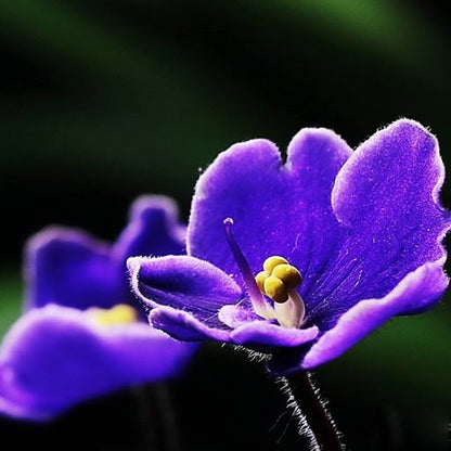 Violet