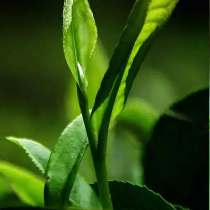 Westin White tea
