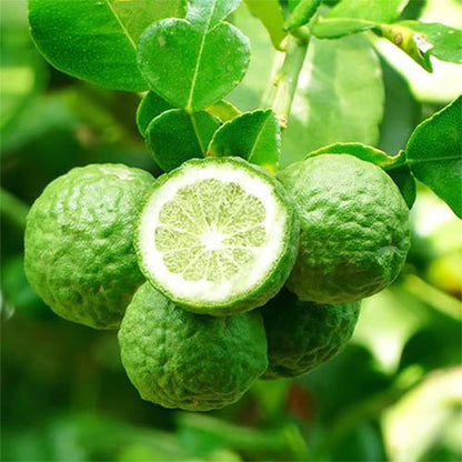 Bergamot