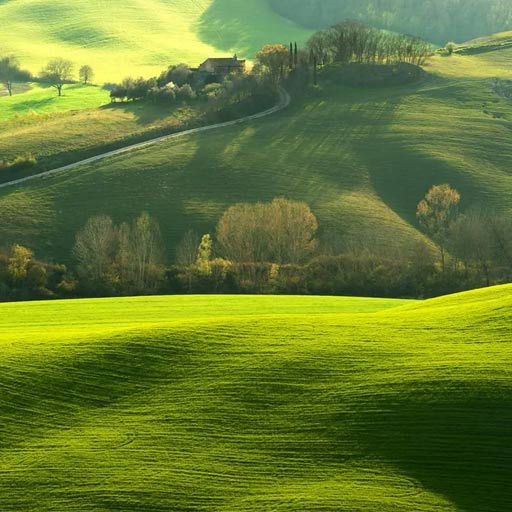 Field