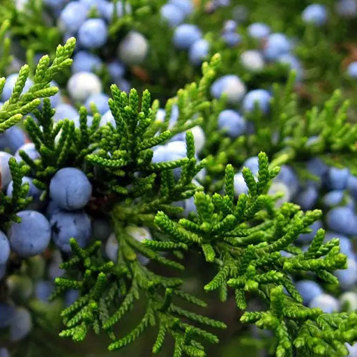 juniper berry