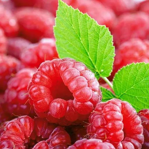 raspberry