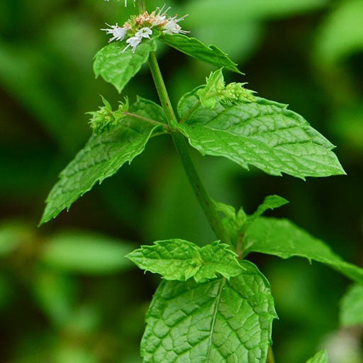 spearmint