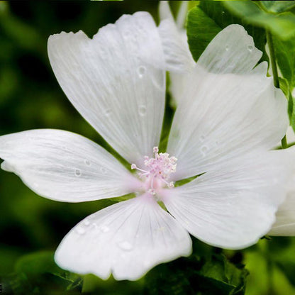 white musk